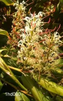 Hedychium Griffithianum