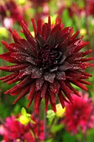 Dahlia Cactus Black Narcissus
