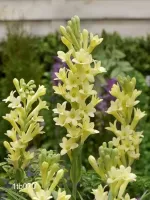Tuberose Single - Yellow Baby
