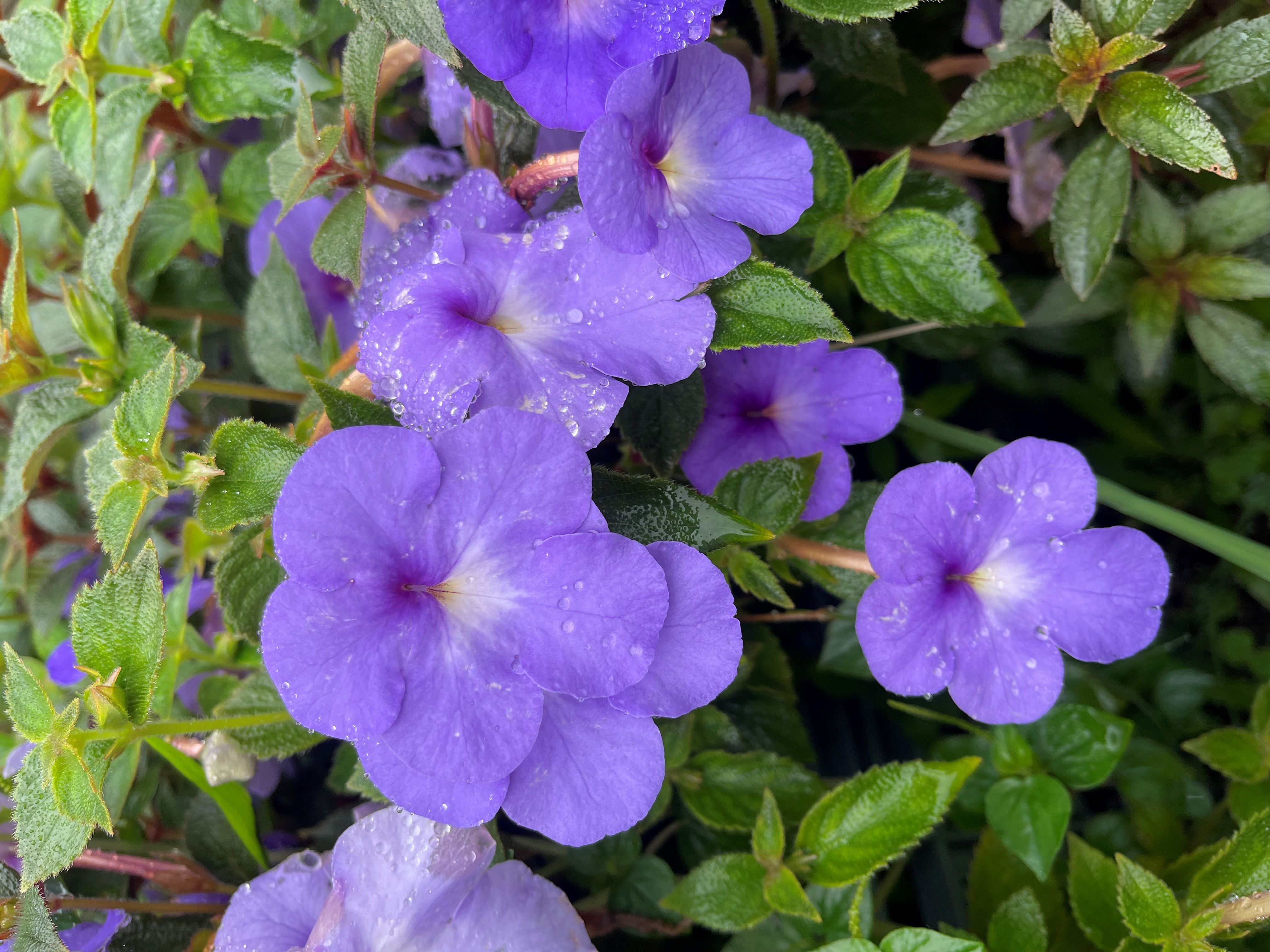 Achimenes (Star of India)