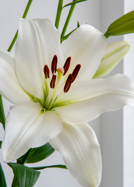Lily Asiatic White Shipping Spring 2026 - Terra Ceia Farms