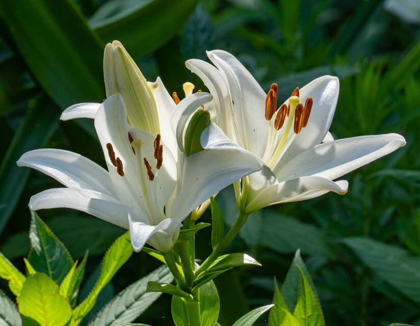 Lily Asiatic White Shipping Spring 2026 - Terra Ceia Farms