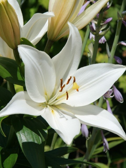 Lily Asiatic Kent - 5 bulbs - Longfield Gardens