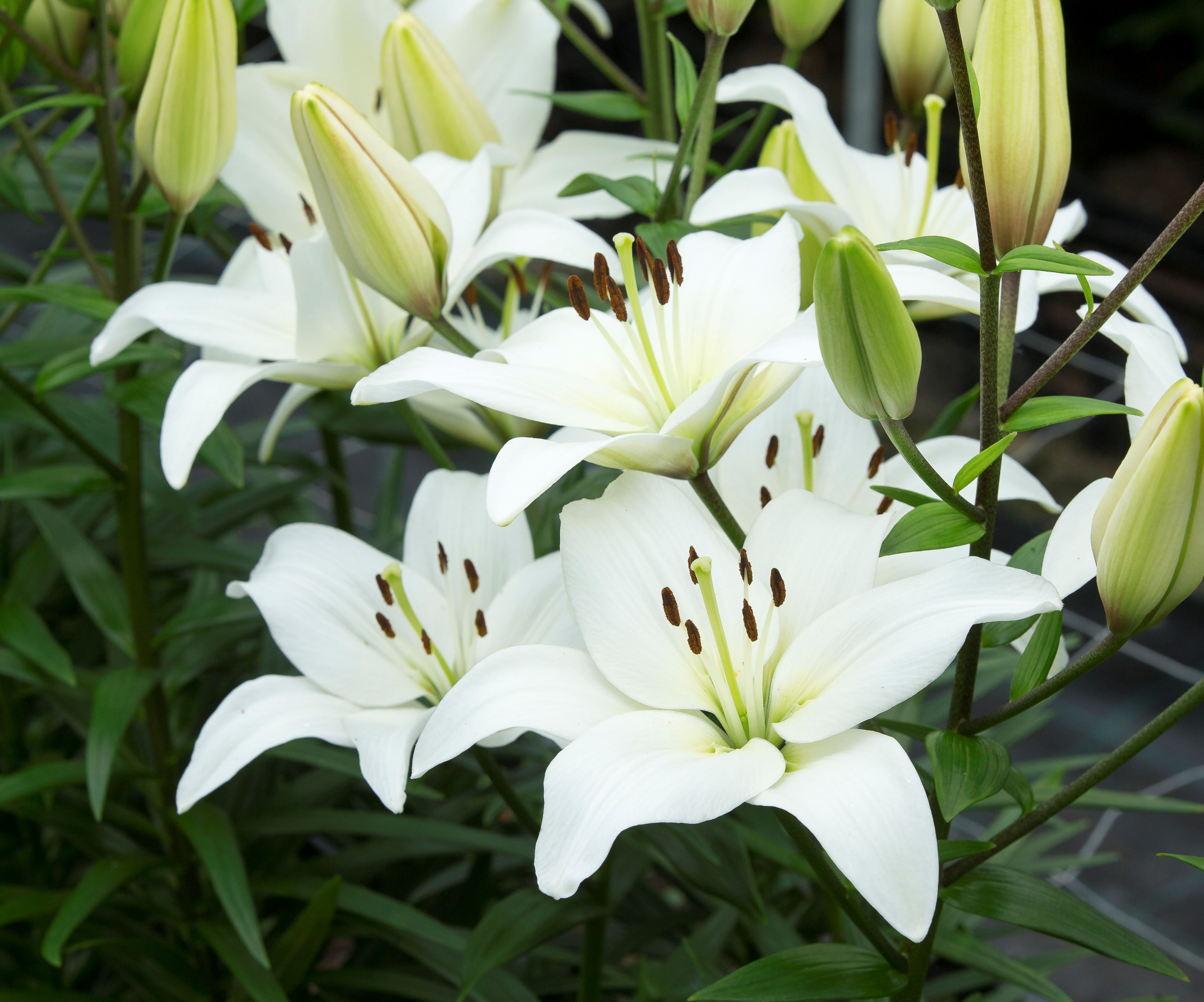 Lily Asiatic White - Bulk Landscaping Shipping Spring and Summer Blooms -  Terra Ceia Farms