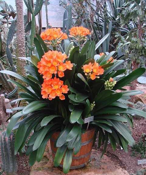 Clivia (Bush Lily)