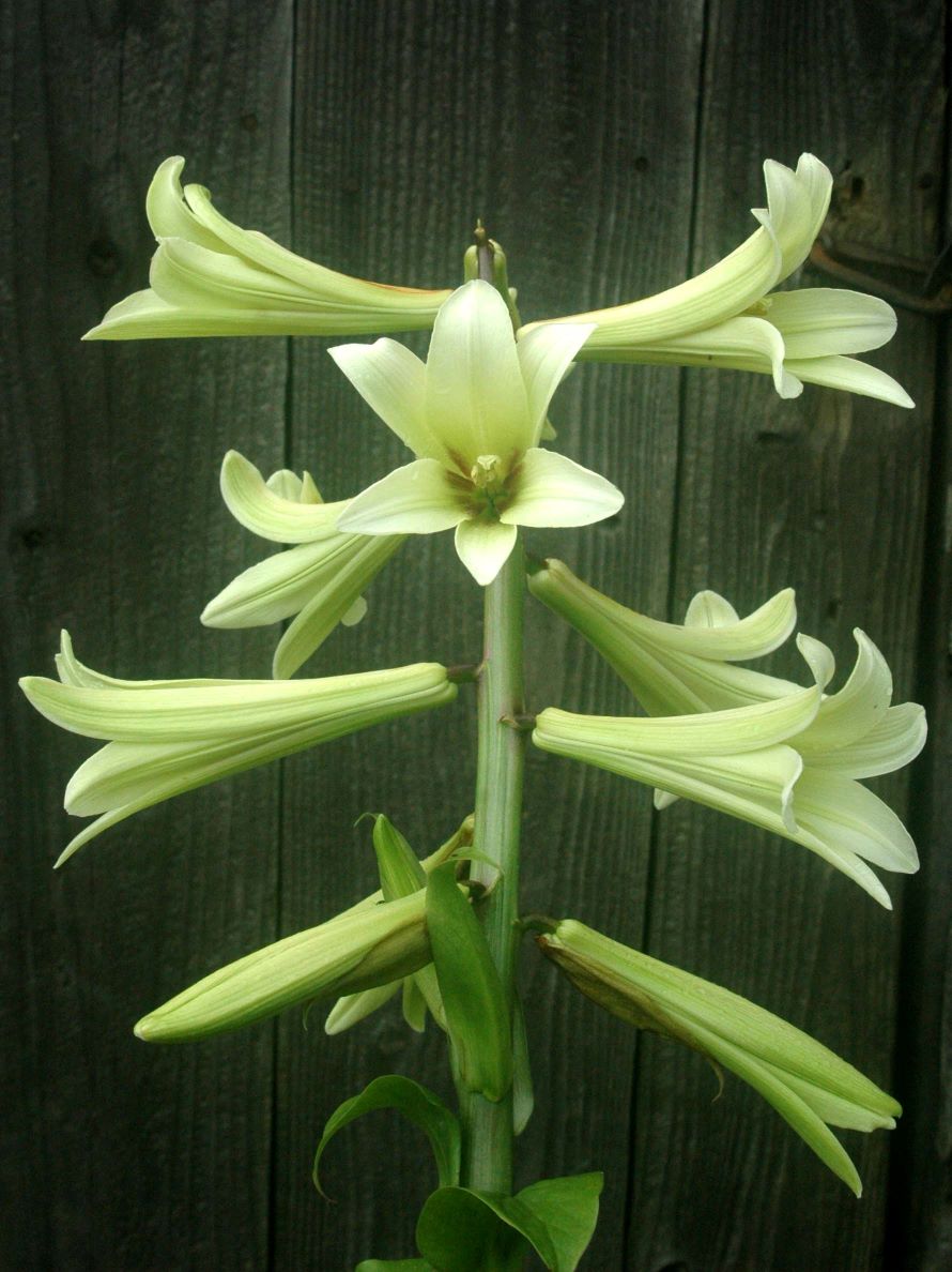 Cardiocrinum (Giant Lily)