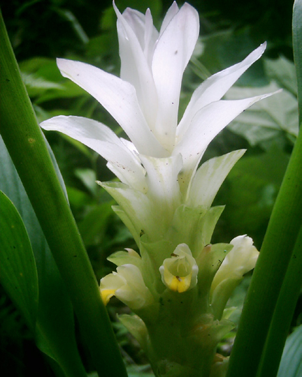 Curcuma (Tulip Ginger)