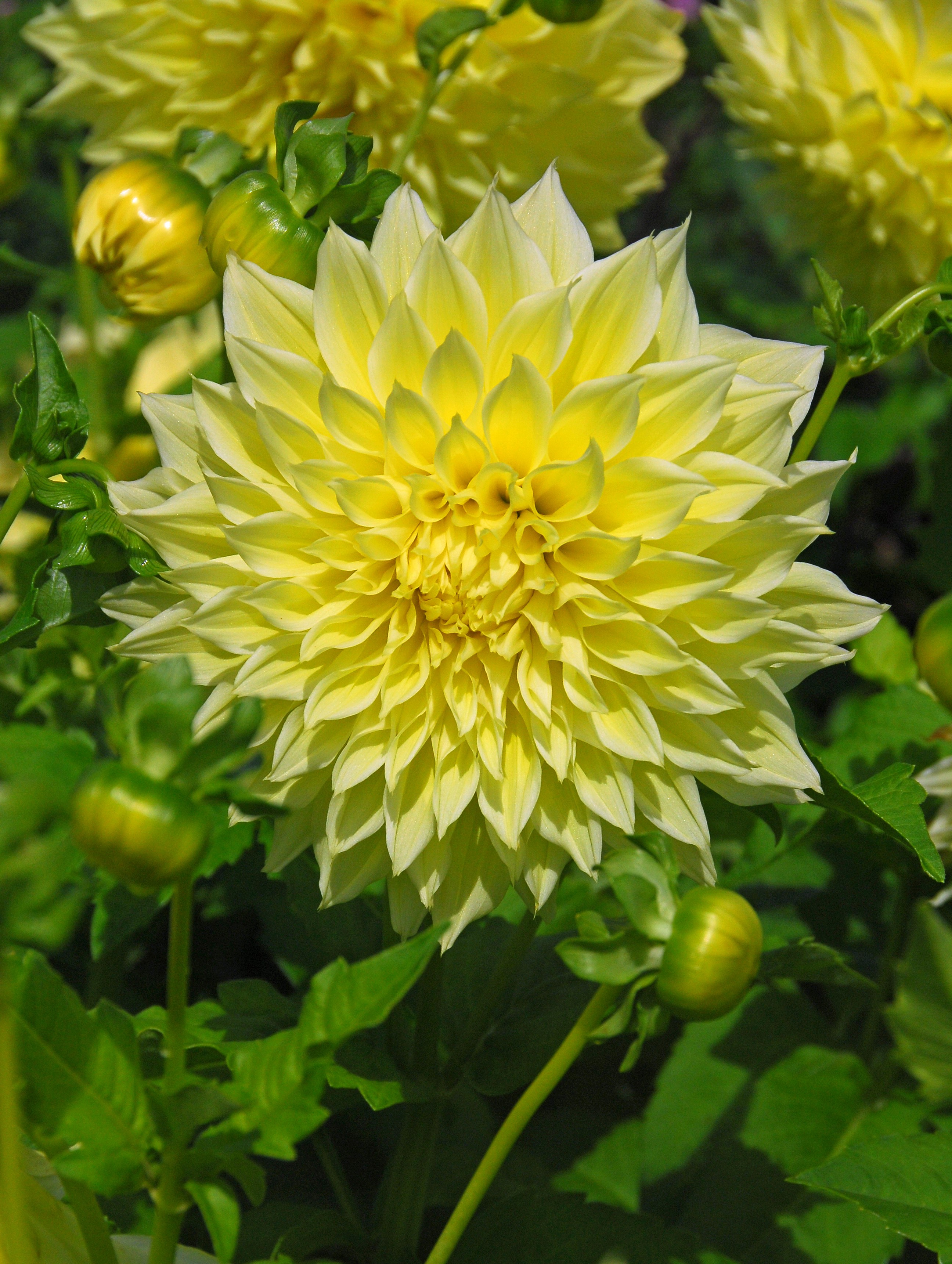 Dahlia
