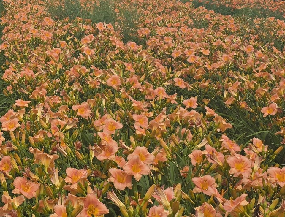 dress pink daylily Pink daylily skater dress M