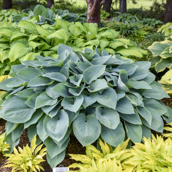 Hosta (Plantain Lily)