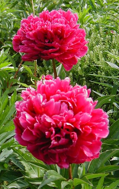 Peony Karl Rosenfield