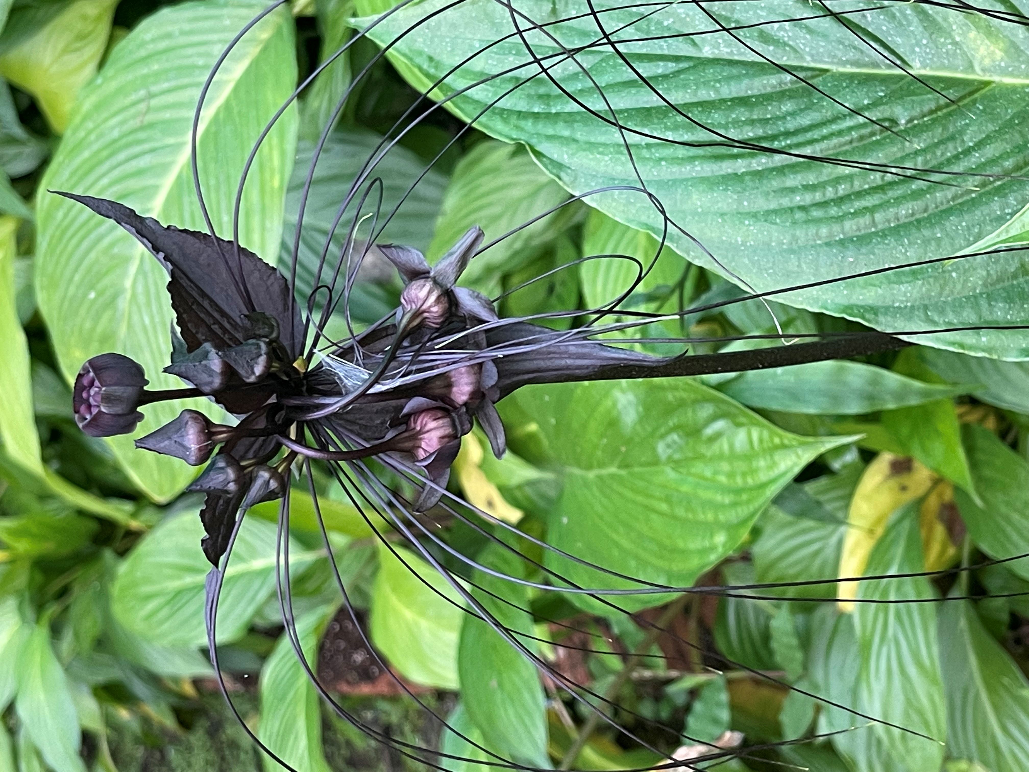 Tacca (Bat Flower)