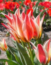 Tulip, Greigii