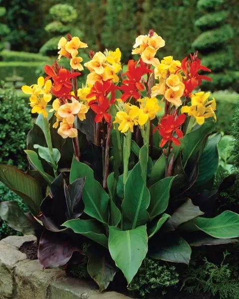 Canna Giant Mixed Preorder Spring 2026 - Terra Ceia Farms