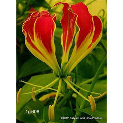 Gloriosa (Glory Lily)