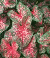 Caladium Fancy Leaf Carolyn Wharton