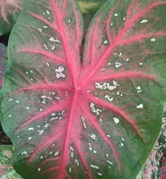 Caladium Fancy Leaf Red Flash