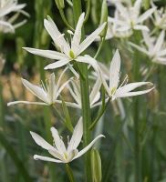 Camassia leichtlinii Caerulea Sacajawea