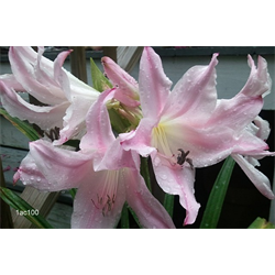 Amarcrinum (Crinadonna)