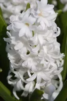 Hyacinth Carnegie