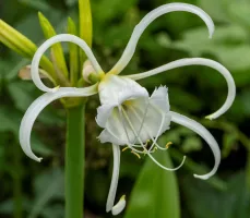 Hymenocallis Advance