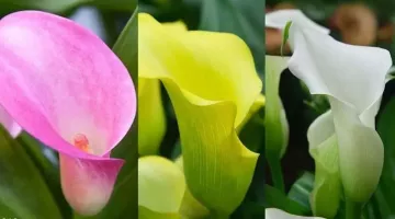 Zantedeschia Collection (9 bulbs)
