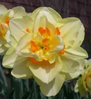Daffodil Double Tahiti