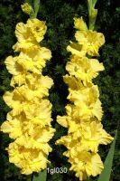 Gladiolus Yellow - Bulk Landscaping