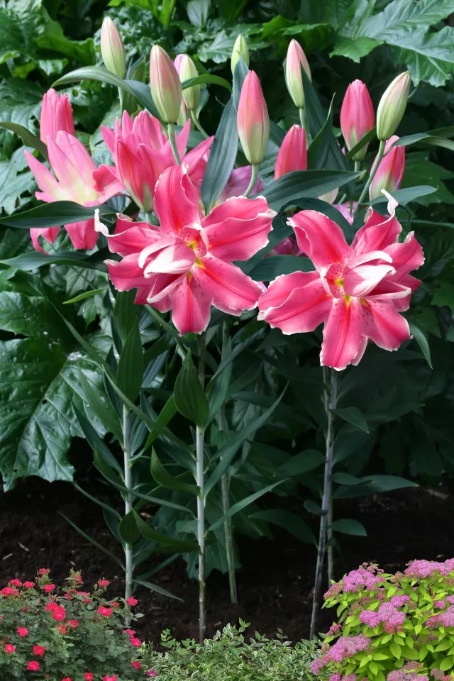 Lily Oriental Double Lila Cloud Shipping Spring 2026 - Terra Ceia