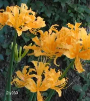 Lycoris Aurea