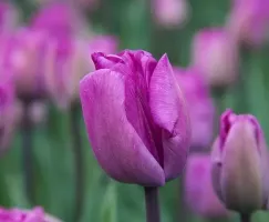 Tulip Darwin Hybrid Bleu Aimable