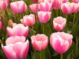 Tulip Darwin Hybrid Ollioules
