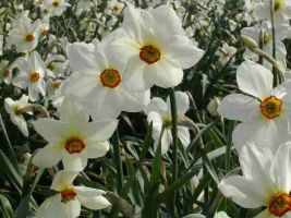 Daffodil Poeticus Actaea