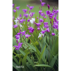 Bletilla (Ground Orchid)