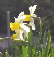 Daffodil Cyclamineus Jack Snipe