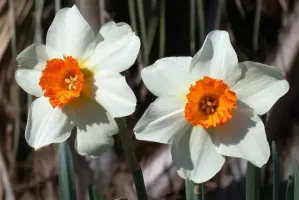 Daffodil Sm. Cup Barrett Browning