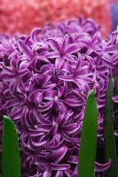 Hyacinth Blue Pearl