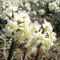 Daffodil Tazetta Scilly White
