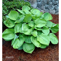 Hosta (Plantain Lily)