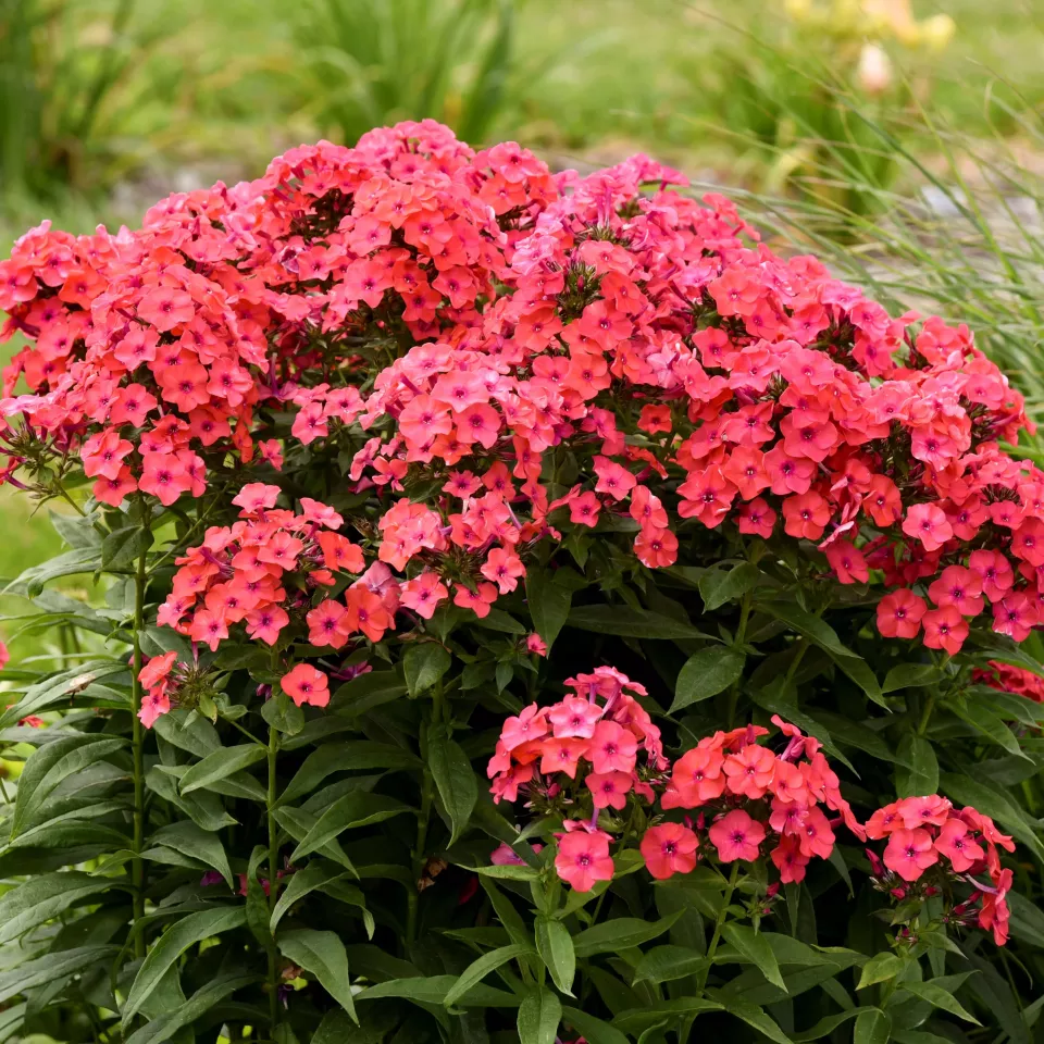 Phlox Paniculata. Sunset Coral PP35222 Preorder Spring 2027