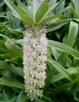 Eucomis Comosa