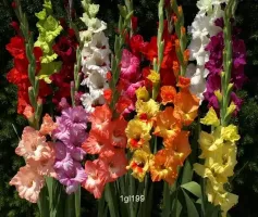 Gladiolus Mixed