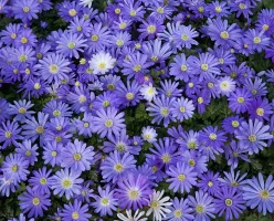 Anemone Blanda Blue Shades