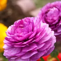 Ranunculus Purple
