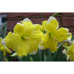 Daffodil, Split Corona