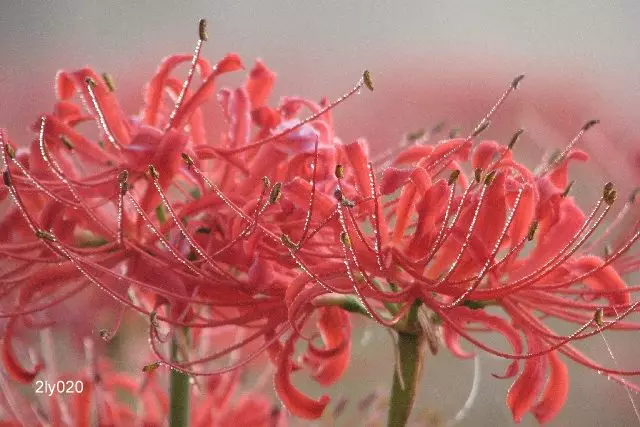 Lycoris radiata - Red Spider Lily Bulb (3 tubers)