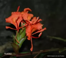 Hedychium Greenii
