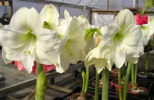 Amaryllis Mont Blanc