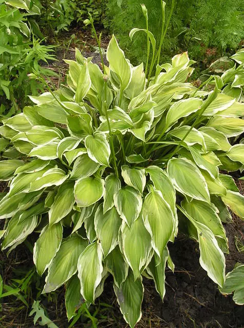 Hosta Albo-Marginata Shipping Spring and Fall Season - Terra Ceia Farms