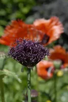 Allium Atropurpureum